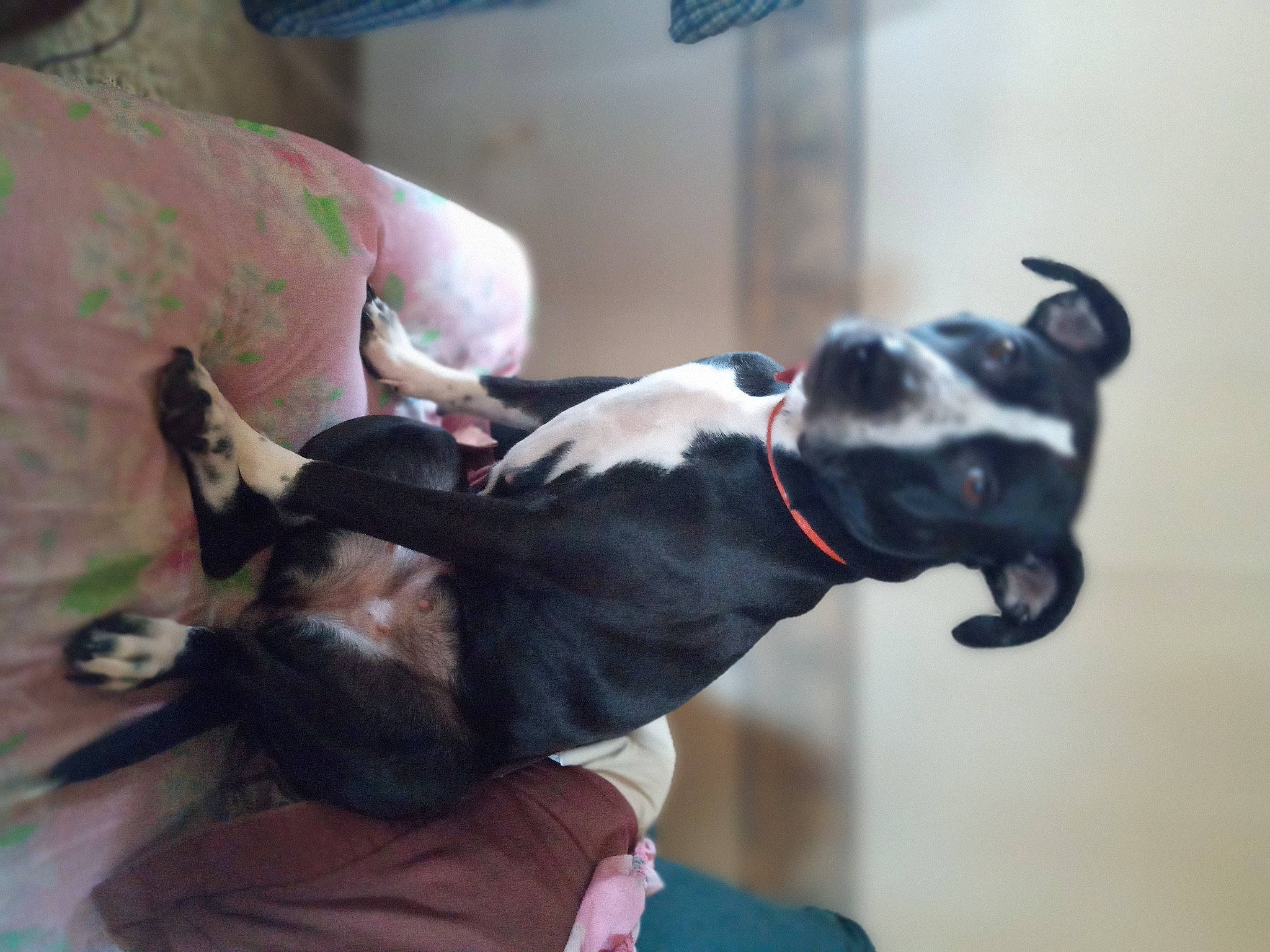 Luna is registered to the contest to win money with this photo: canidae, carmine, carnivore, collar, comfort, companion_dog, dog, dog_breed, dog_collar, dog_supply, ear, fashion_accessory, fawn, leash, pet_supply, snout, sporting_group, toy_dog, whiskers, working_animal