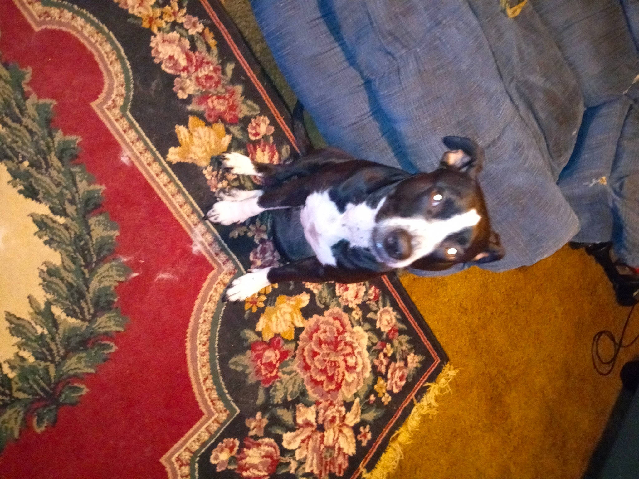 Luna joined the competition — help win amazing prizes! art, canidae, carnivore, comfort, companion_dog, dog, dog_breed, felidae, flooring, flower, houseplant, linens, non_sporting_group, pattern, plant, room, small_to_medium_sized_cats, sporting_group, visual_arts, wood