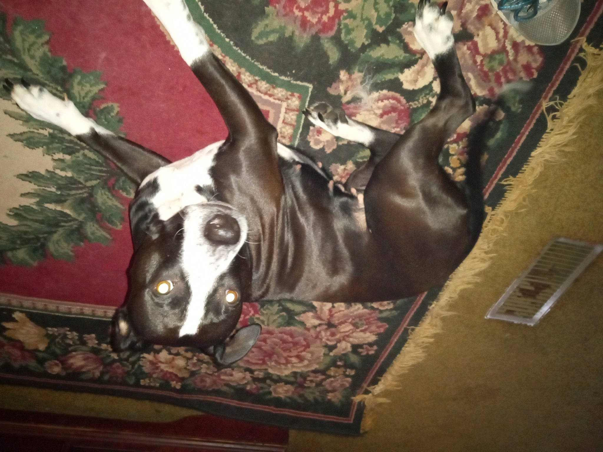 Luna joined the competition — help win amazing prizes! canidae, carnivore, collar, comfort, companion_dog, dog, dog_breed, dog_supply, fawn, guard_dog, non_sporting_group, paw, terrier, toy_dog, whiskers, wood, working_animal