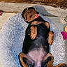 dog, puppy, sleeping, lying_down, belly_up, black_and_tan, red_collar, pet_bed, fluffy_blanket, indoor, wooden_floor, rustic, relaxed, cute, paws, belly, short_hair, toy, home, portrait