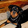dog, rottweiler, puppy, pet, black_and_tan, lying_down, portrait, face, eyes, collar, chain, indoors, floor, wood, fireplace, rustic, home, relaxed, alert, animal