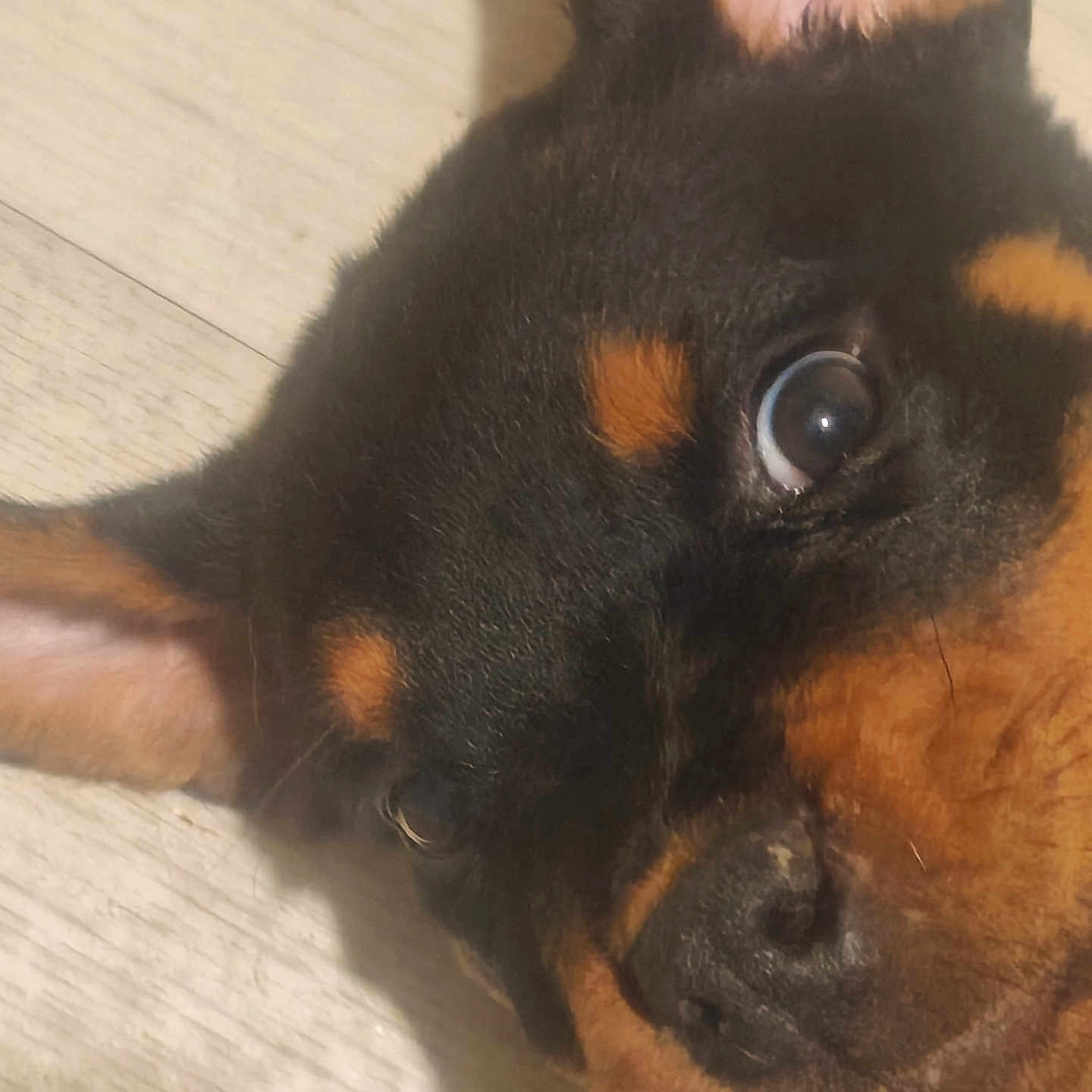 Basse participe au concours pour gagner de l'argent avec cette photo : dog, doberman, black_and_tan, puppy, close_up, portrait, face, eye, floppy_ears, snout, nose, fur, coat, lying_down, indoor, wood_floor, pet, curious, upside_down, photography