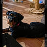 Basse a rejoint le concours — aidez-le/la à gagner de superbes lots ! dog, rottweiler, black_and_tan, pet, animal, head_tilt, lying_down, indoor, home, tile_floor, wooden_floor, collar, red_collar, cat_tree, scratching_post, furniture, blue_light, portrait, alert, cute