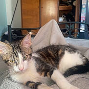 Way a rejoint le concours — aidez-le/la à gagner de superbes lots ! cat, kitten, tabby, white_fur, calico_markings, pet, animal, face, eyes, ears, whiskers, pink_nose, paws, lying_down, relaxed, blanket, bedroom, wardrobe, clothing, indoors