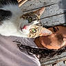 cat, kitten, pet, animal, feline, portrait, close_up, green_eyes, whiskers, pink_nose, tabby, white_fur, brown_fur, person, face, selfie, outdoor, sunlight, wooden_background, cozy