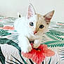 kitten, cat, blue_eyes, white_fur, paw, flower, bedspread, plant_pattern, indoor, pet, cute, curious, closeup, feline, whiskers, playing, soft_light, resting, young, domestic_animal