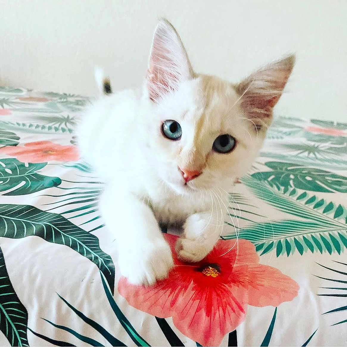Bella a rejoint le concours — aidez-le/la à gagner de superbes lots ! bedspread, blue_eyes, cat, closeup, curious, cute, domestic_animal, feline, flower, indoor, kitten, paw, pet, plant_pattern, playing, resting, soft_light, whiskers, white_fur, young