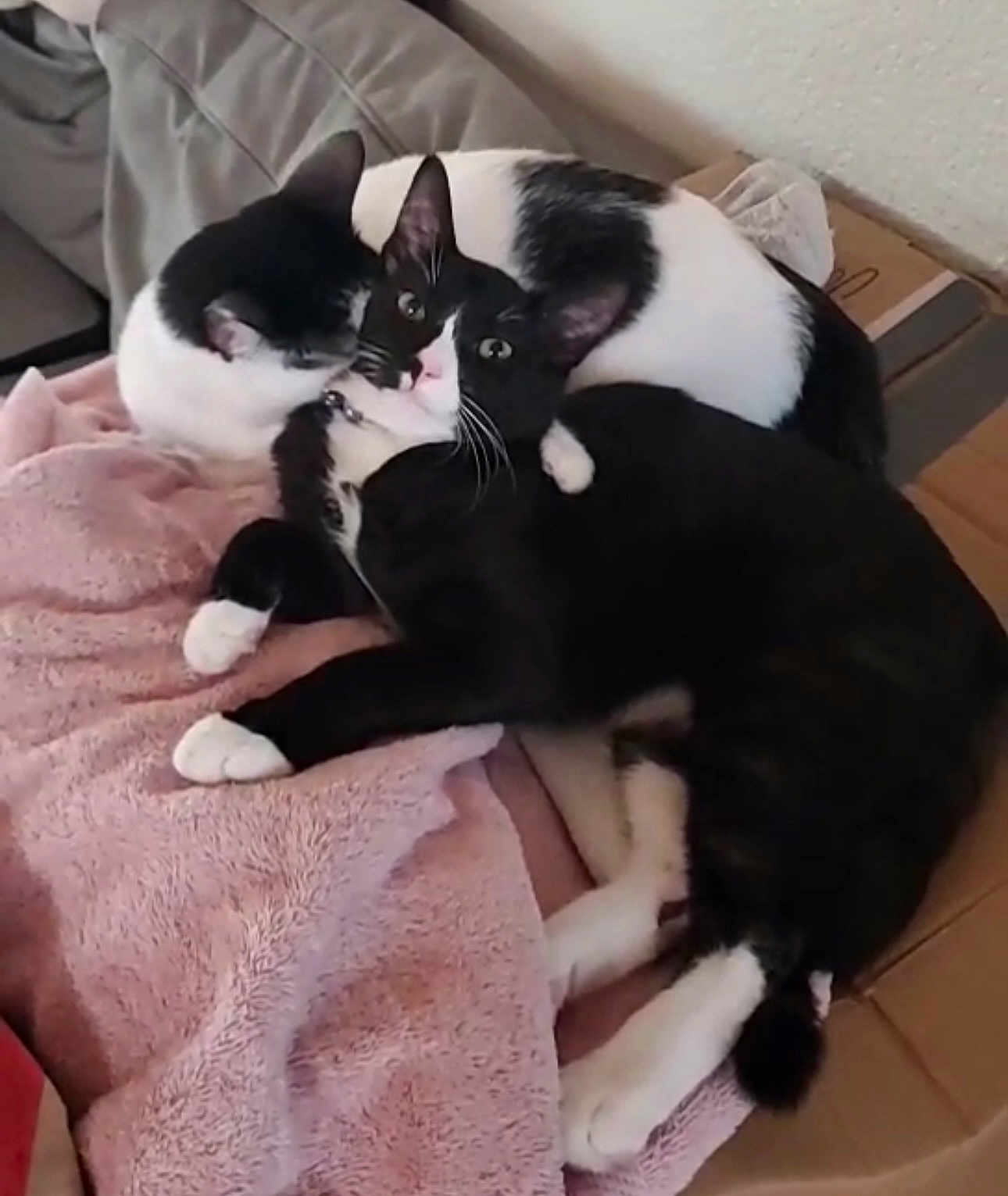 Artemis And Mamas