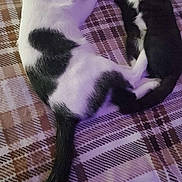 Artemis And Mamas is registered to the contest to win money with this photo: animal, black_and_white, cat, cats, collar, cozy, cute, domestic, feline, floor, indoor, lying_down, nap, peaceful, pet, plaid_blanket, resting, sleeping, two_animals, wooden_floor