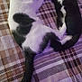 animal, black_and_white, cat, cats, collar, cozy, cute, domestic, feline, floor, indoor, lying_down, nap, peaceful, pet, plaid_blanket, resting, sleeping, two_animals, wooden_floor