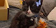Artemis And Mamas is registered to the contest to win money with this photo: animal, bell, black_and_white, blanket, butterflies, cat, collar, cozy, cute, feathers, filter, furry, indoor, kitten, pet, playful, resting, small, soft, toy