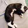 Artemis And Mamas joined the competition — help win amazing prizes! animal, bed, black_and_white, cat, collar, comfort, cozy, cute, feline, fur, indoor, napping, paw, pet, quiet, relaxation, resting, sleeping, soft, whiskers