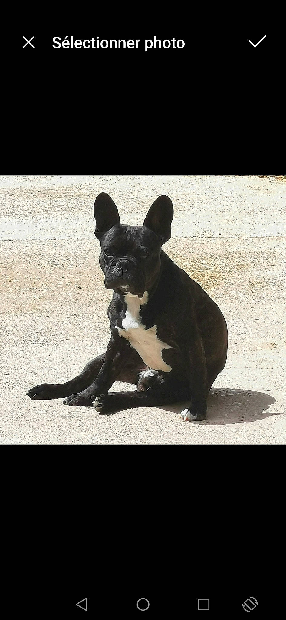 Jojo a rejoint le concours — aidez-le/la à gagner de superbes lots ! black_and_white, bulldog, canidae, carnivore, companion_dog, dog, dog_breed, french_bulldog, mammal, monochrome_photography, non_sporting_group, paw, pet_supply, puppy, shadow, snout, sporting_group, tail, terrestrial_animal, working_animal