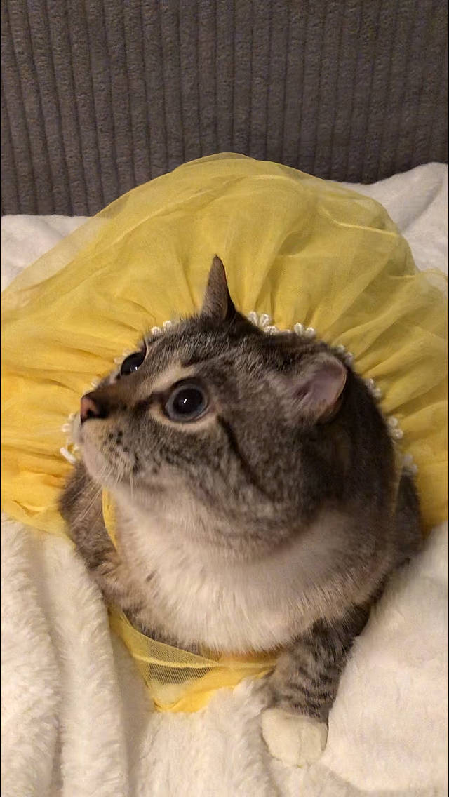 Zoie joined the competition — help win amazing prizes! carnivore, cat, collar, comfort, domestic_short_haired_cat, felidae, fur, grey, linens, rectangle, small_to_medium_sized_cats, snout, tail, terrestrial_animal, textile, whiskers, wildlife