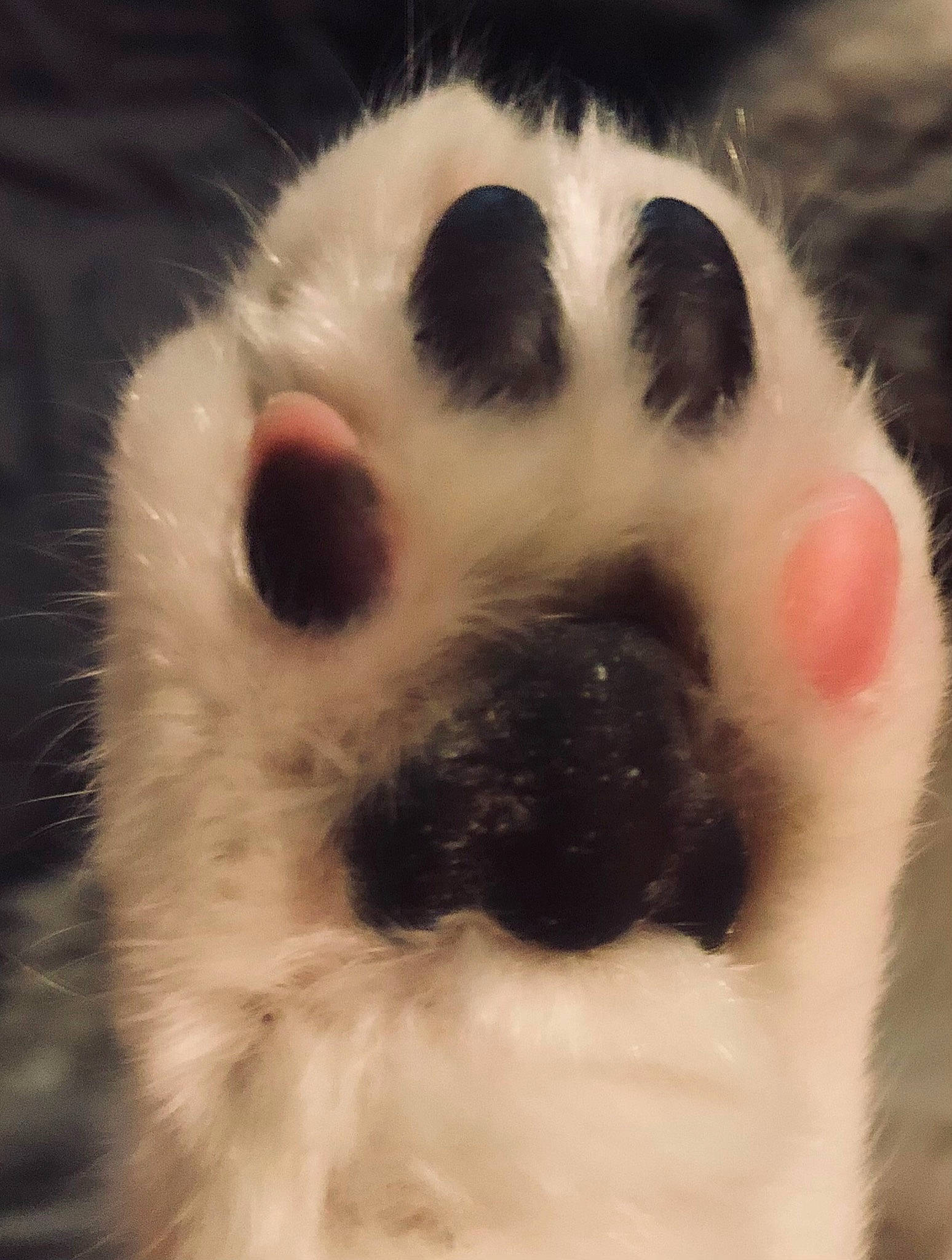 Zoie is registered to the contest to win money with this photo: art, carnivore, cat, close_up, cloud, companion_dog, dog_breed, eye, eyelash, fawn, felidae, happy, jaw, paw, sky, small_to_medium_sized_cats, snout, terrestrial_animal, toy, whiskers