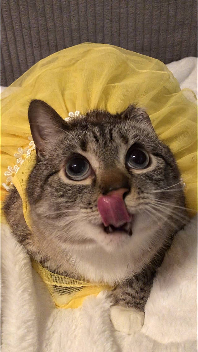 Zoie joined the competition — help win amazing prizes! carnivore, cat, comfort, domestic_short_haired_cat, door, eye, fawn, felidae, fur, glasses, head, moustache, paw, pet_supply, photo_caption, rectangle, small_to_medium_sized_cats, snout, whiskers, window