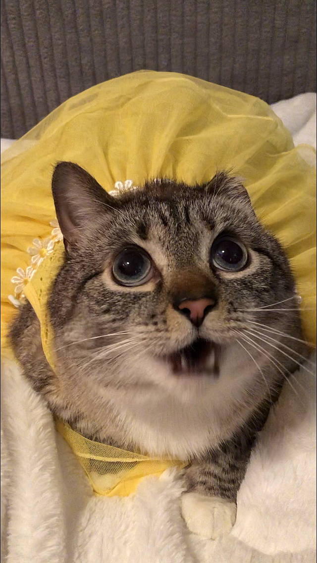 Zoie joined the competition — help win amazing prizes! carnivore, cat, collar, comfort, domestic_short_haired_cat, fawn, felidae, fur, glasses, head, paw, pet_supply, rectangle, small_to_medium_sized_cats, snout, terrestrial_animal, whiskers, window