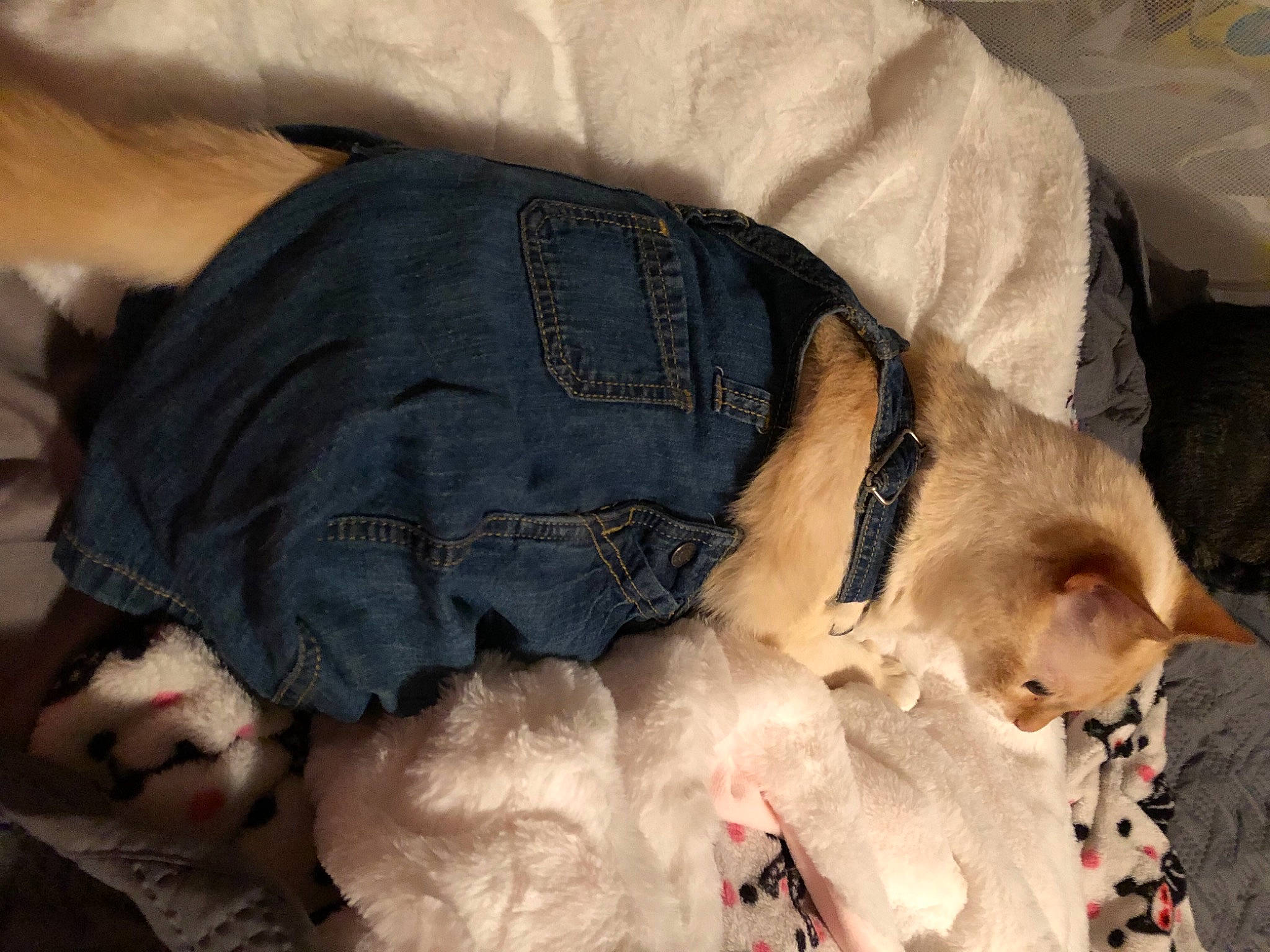 Simba joined the competition — help win amazing prizes! abdomen, canidae, carnivore, comfort, companion_dog, dog, dog_breed, fawn, felidae, fur, human_leg, lap, linens, paw, small_to_medium_sized_cats, snout, sporting_group, tail, textile, trunk