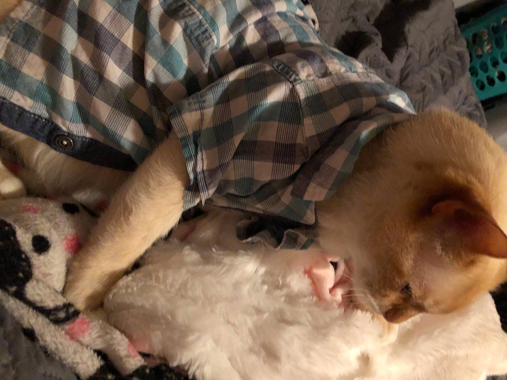 Simba joined the competition — help win amazing prizes! canidae, carnivore, cat, comfort, companion_dog, dog_breed, domestic_short_haired_cat, fawn, felidae, fur, nap, pattern, paw, plaid, small_to_medium_sized_cats, snout, sporting_group, tartan, textile, whiskers