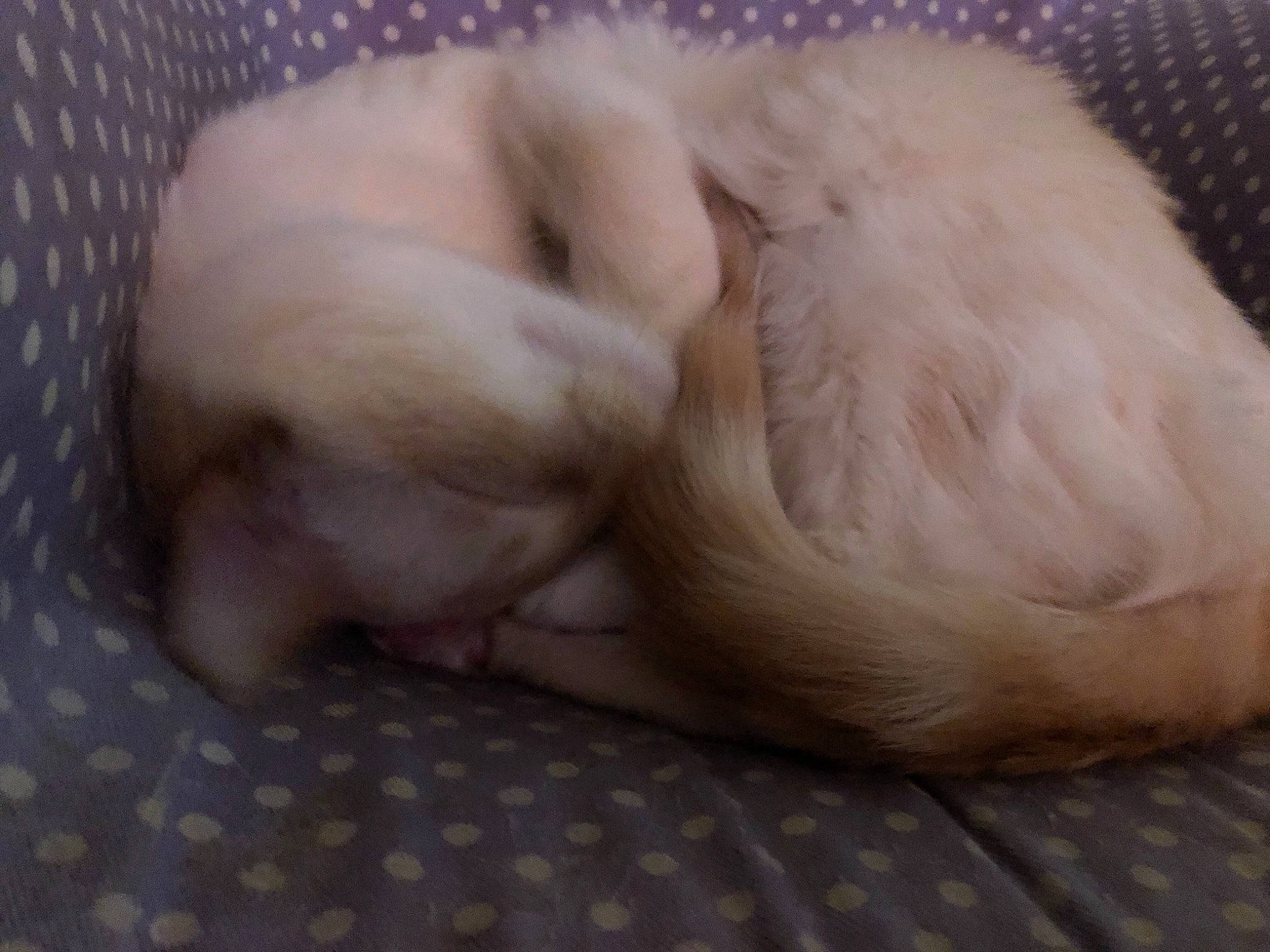 Simba is registered to the contest to win money with this photo: canidae, carnivore, cat, claw, comfort, companion_dog, dog_breed, fawn, felidae, foot, fur, nap, paw, puppy, sleep, small_to_medium_sized_cats, snout, sporting_group, tail, whiskers