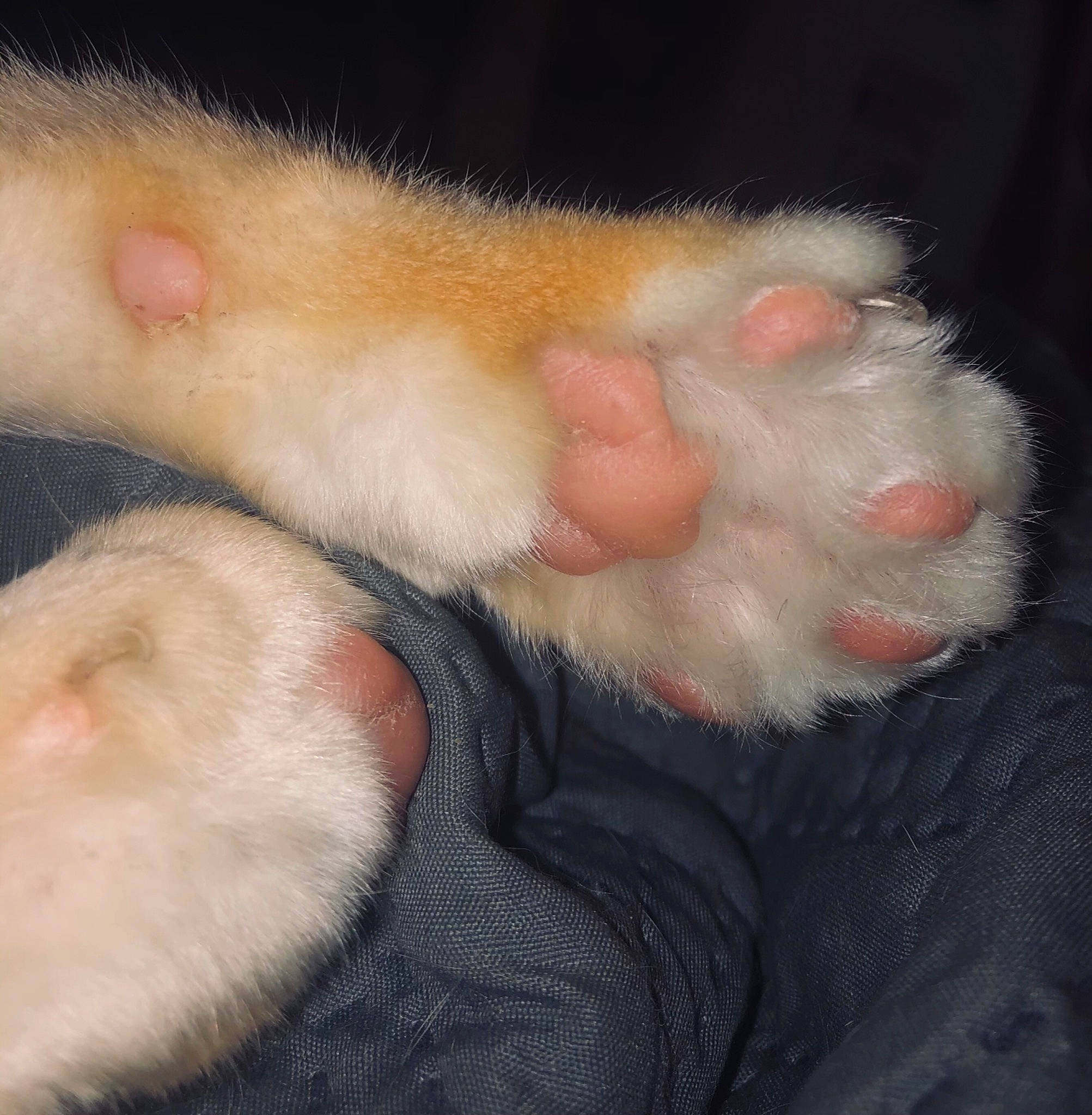 Simba joined the competition — help win amazing prizes! claw, comfort, ear, fawn, felidae, foot, fur, nail, paw, snout, tail, vertebrate, whiskers