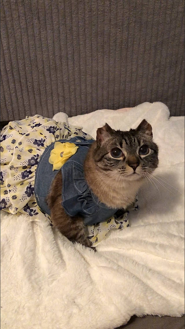 Lana joined the competition — help win amazing prizes! bag, bed, carnivore, cat, cat_supply, comfort, domestic_short_haired_cat, fawn, felidae, fur, linens, pattern, paw, sitting, small_to_medium_sized_cats, snout, tail, terrestrial_animal, whiskers, window