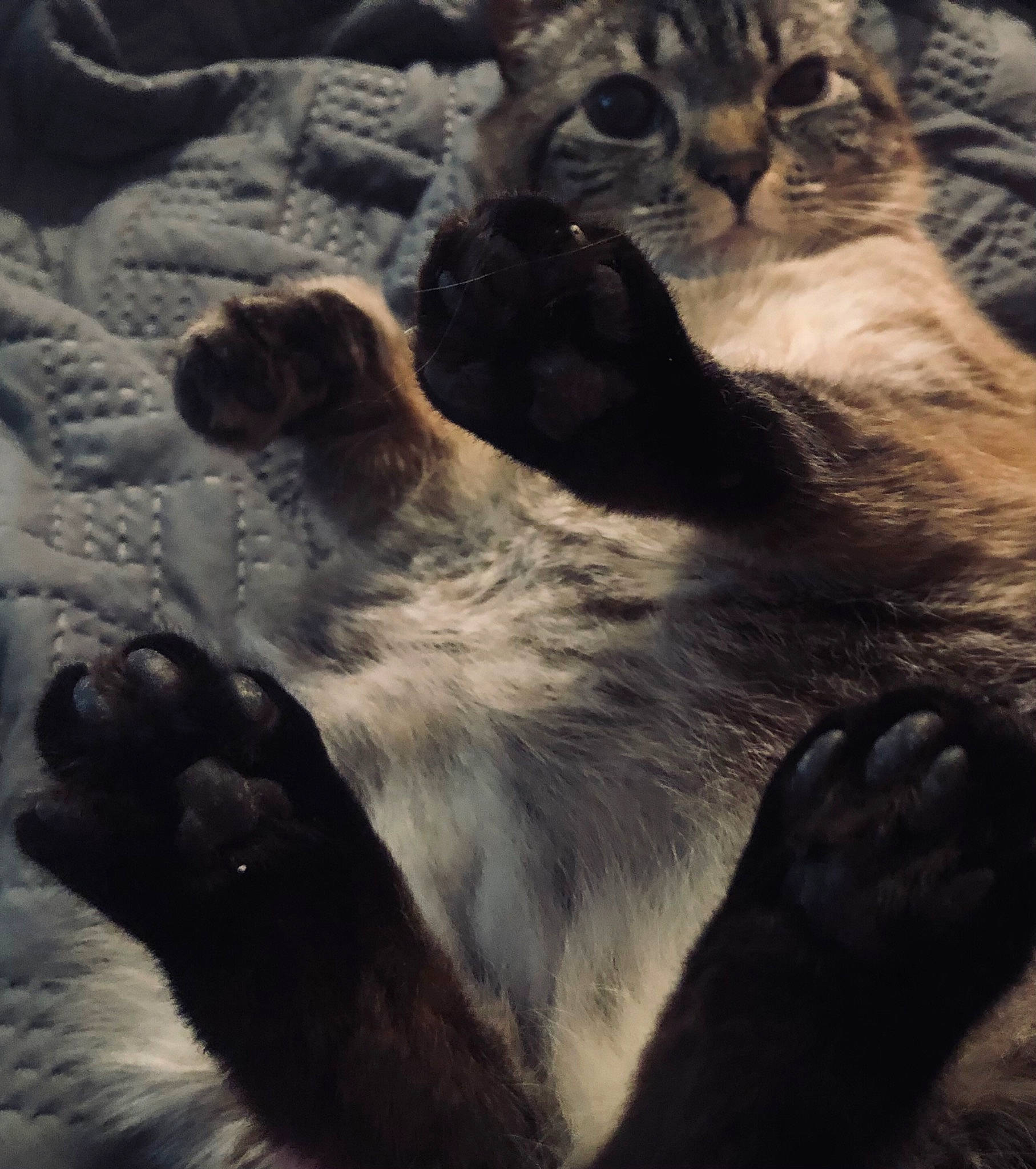 Lana joined the competition — help win amazing prizes! carnivore, cat, claw, cloud, comfort, darkness, domestic_short_haired_cat, felidae, fur, grey, metal, nap, paw, sky, small_to_medium_sized_cats, snout, tail, whiskers, wildlife, winter