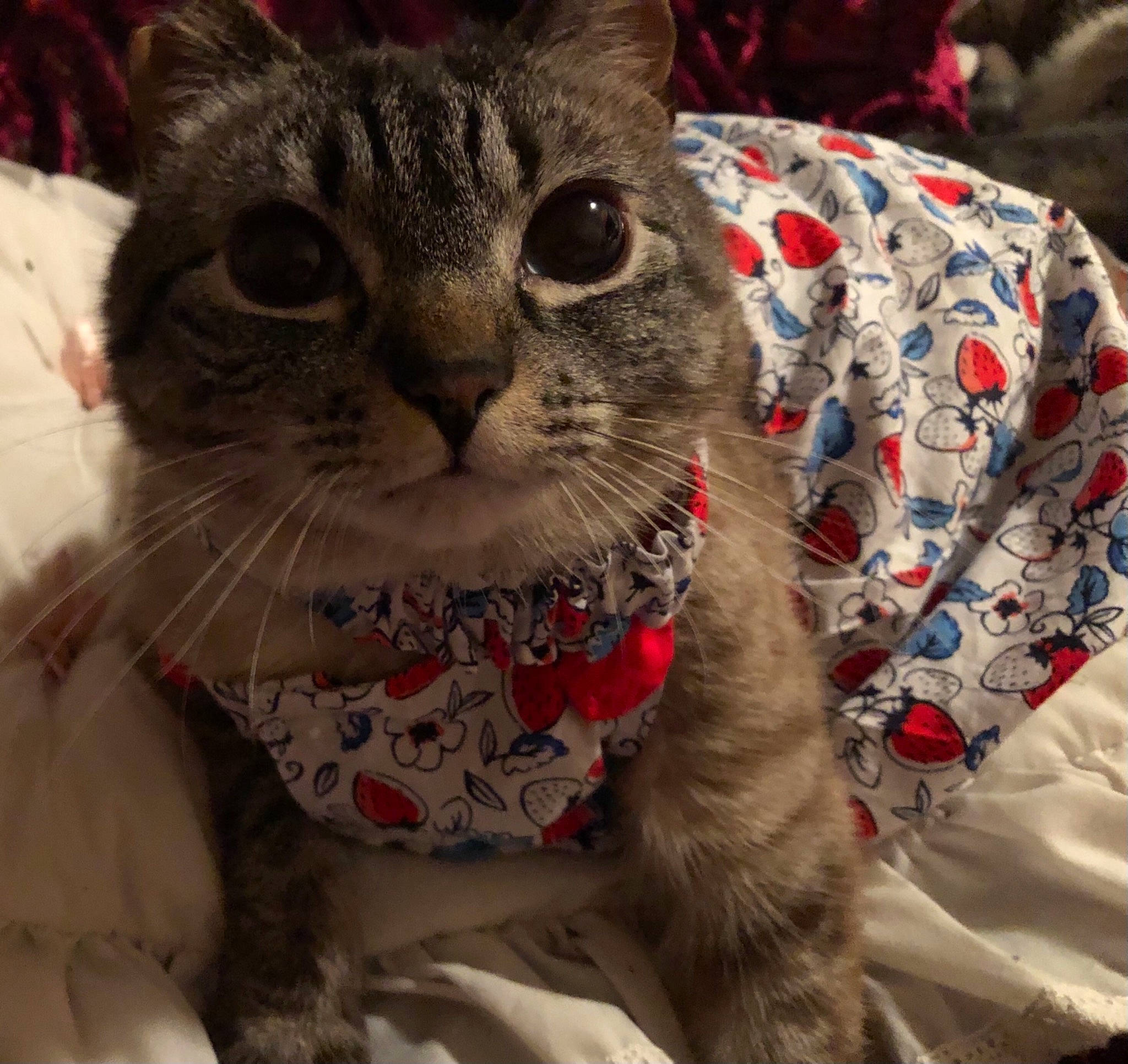 Lana joined the competition — help win amazing prizes! carnivore, cat, comfort, domestic_short_haired_cat, event, felidae, fur, pattern, paw, photo_caption, small_to_medium_sized_cats, snout, terrestrial_animal, whiskers