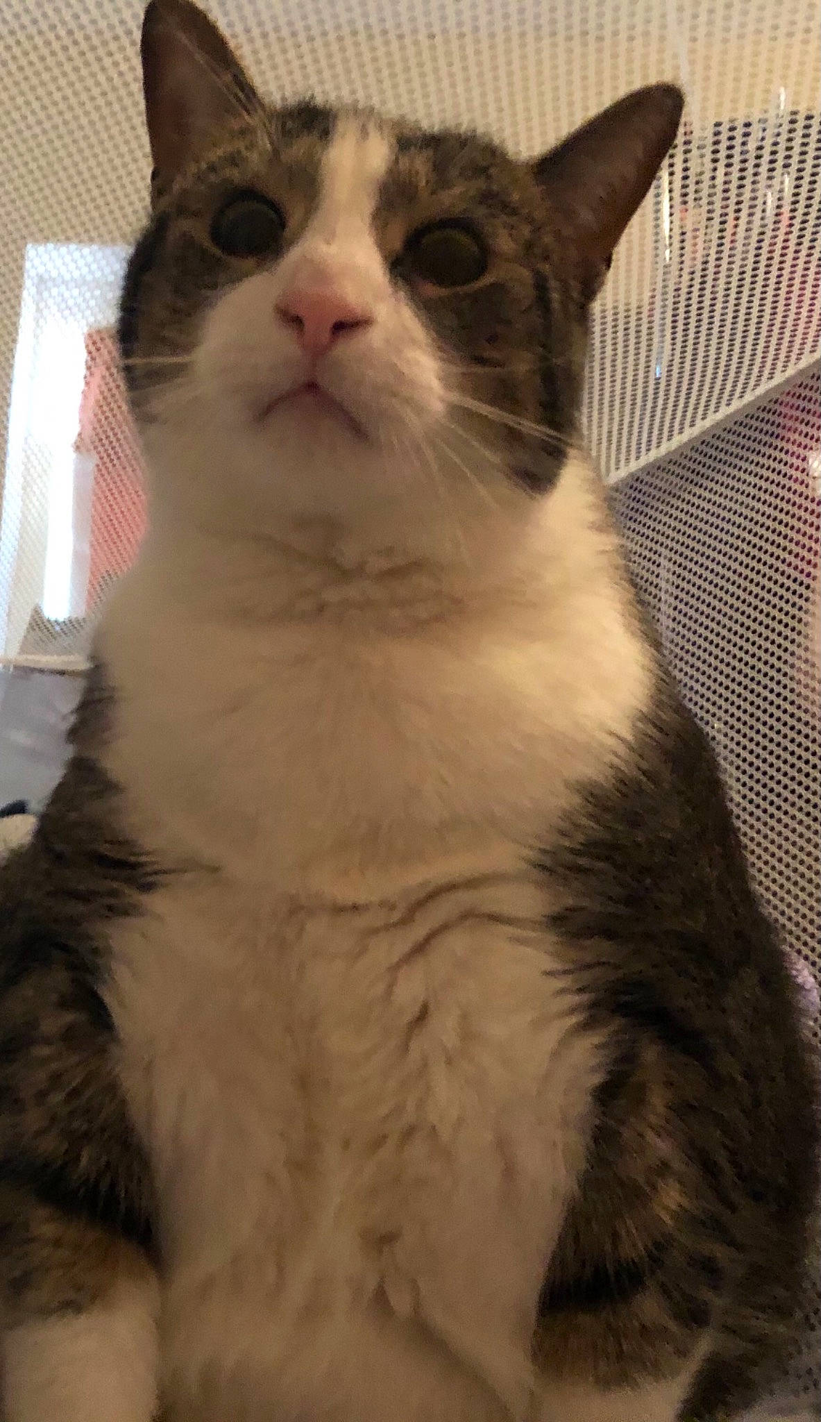 Mali is registered to the contest to win money with this photo: carnivore, cat, domestic_short_haired_cat, ear, felidae, fur, sitting, small_to_medium_sized_cats, snout, terrestrial_animal, whiskers, window