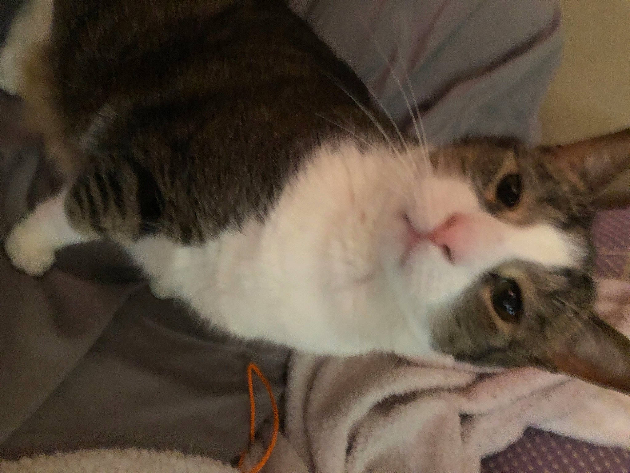 Mali is registered to the contest to win money with this photo: carnivore, cat, claw, comfort, domestic_short_haired_cat, felidae, fur, nap, paw, small_to_medium_sized_cats, snout, tail, whiskers