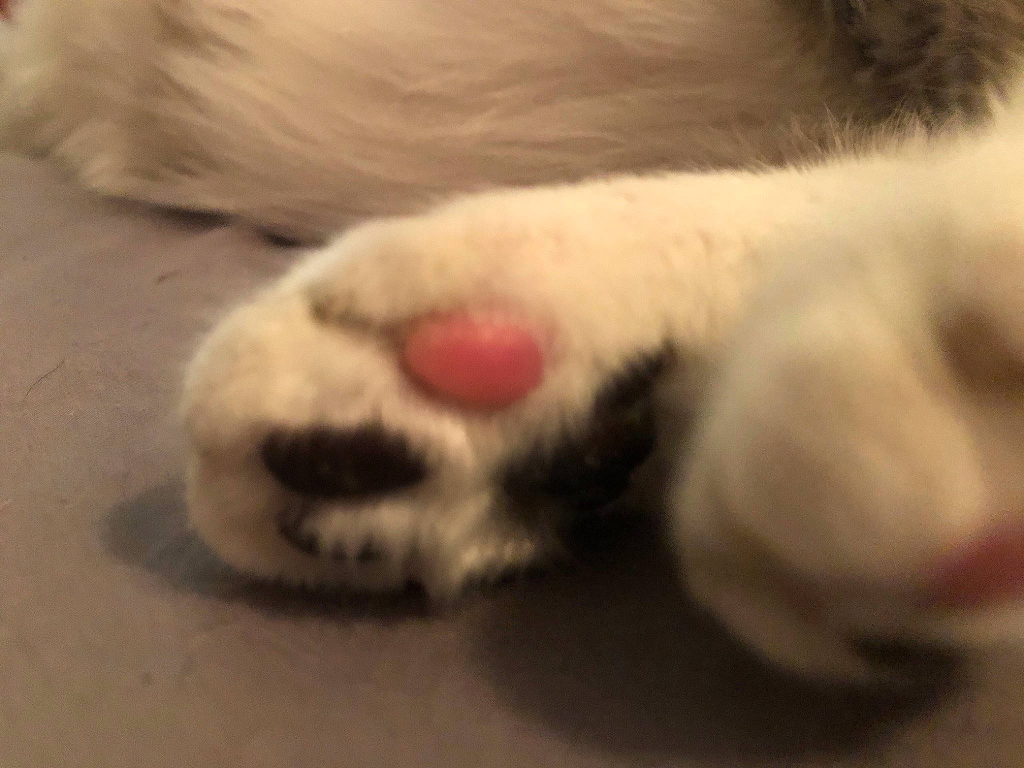 Mali is registered to the contest to win money with this photo: canidae, carnivore, cat, claw, comfort, companion_dog, dog_breed, felidae, foot, fur, paw, small_to_medium_sized_cats, snout, sporting_group, tail, terrestrial_animal, whiskers