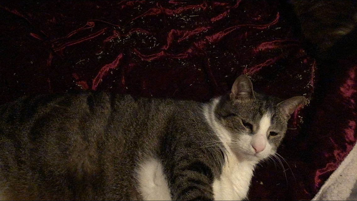 Mali is registered to the contest to win money with this photo: art, carnivore, cat, domestic_short_haired_cat, felidae, fur, paw, plant, small_to_medium_sized_cats, snout, tail, tree, whiskers, window