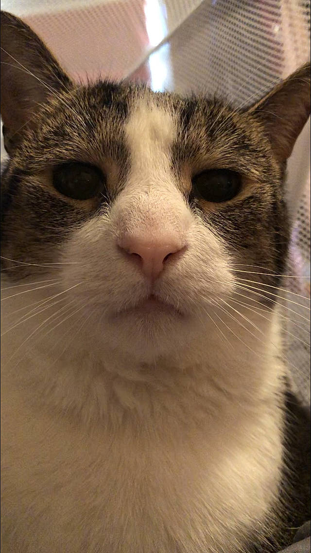 Mali is registered to the contest to win money with this photo: carnivore, cat, domestic_short_haired_cat, felidae, fur, small_to_medium_sized_cats, snout, terrestrial_animal, whiskers, window