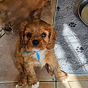 Autumn a rejoint le concours — aidez-le/la à gagner de superbes lots ! animal, blue_ribbon, blurred_motion, brown_fur, companion, cute, dog, dog_bowl, domestic_pet, furry, home, indoor, looking_at_camera, pet_bed, playful, puppy, sunlight, tile_floor, white_paws, young_dog