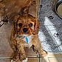 animal, blue_ribbon, blurred_motion, brown_fur, companion, cute, dog, dog_bowl, domestic_pet, furry, home, indoor, looking_at_camera, pet_bed, playful, puppy, sunlight, tile_floor, white_paws, young_dog