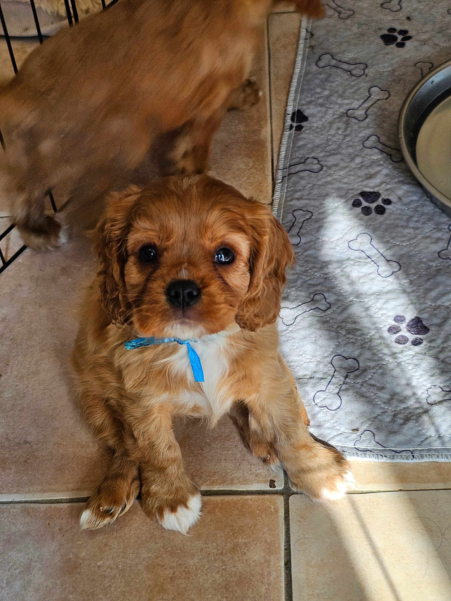 Autumn a rejoint le concours — aidez-le/la à gagner de superbes lots ! animal, blue_ribbon, blurred_motion, brown_fur, companion, cute, dog, dog_bowl, domestic_pet, furry, home, indoor, looking_at_camera, pet_bed, playful, puppy, sunlight, tile_floor, white_paws, young_dog