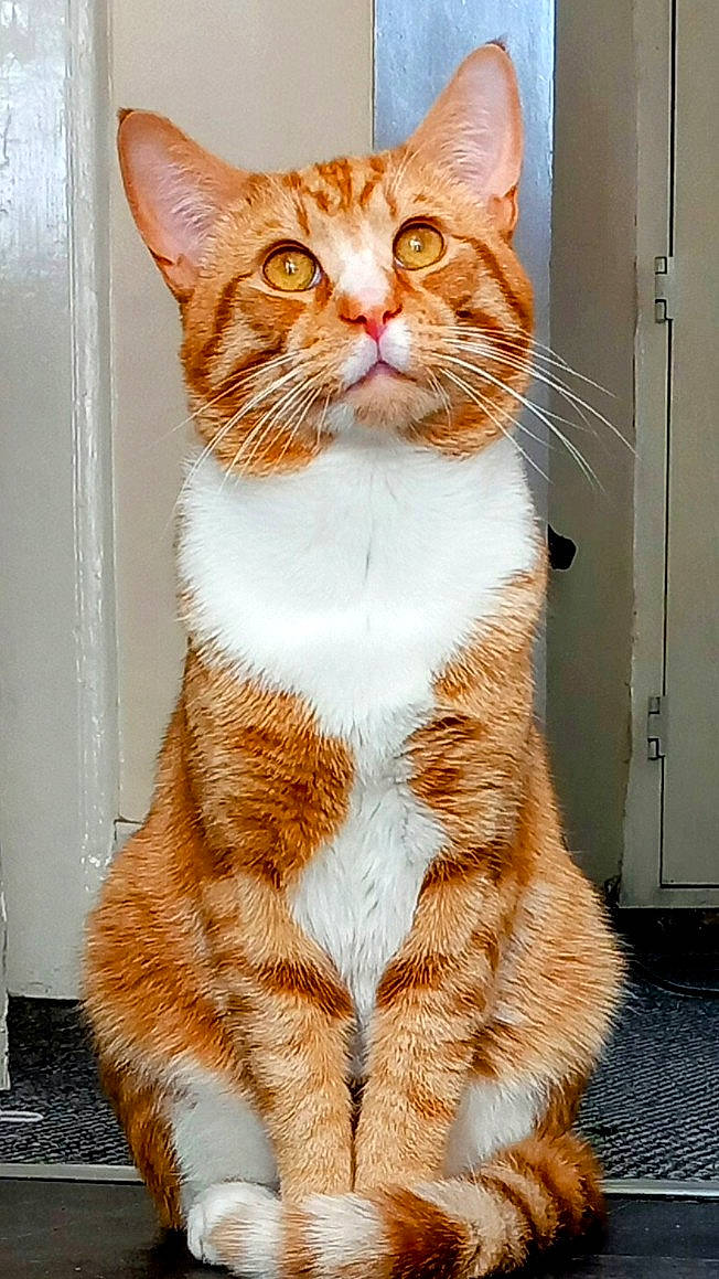 Oliver joined the competition — help win amazing prizes! animal, cat, close_up, curious_eyes, cute, domestic_cat, ears, feline, fur, indoor, looking_up, orange_tabby, paws, pet, pet_indoor, portrait, sitting, tail, whiskers, white_fur