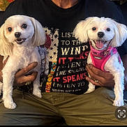 Gigi And Giny is registered to the contest to win money with this photo: dog, white_dog, small_dog, pet, puppy, smiling_dog, pink_harness, person, hand, tshirt, graphic_tshirt, sitting, indoor, happy, animal, cute, fur, face, holding, clothing