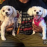 dog, white_dog, small_dog, pet, puppy, smiling_dog, pink_harness, person, hand, tshirt, graphic_tshirt, sitting, indoor, happy, animal, cute, fur, face, holding, clothing