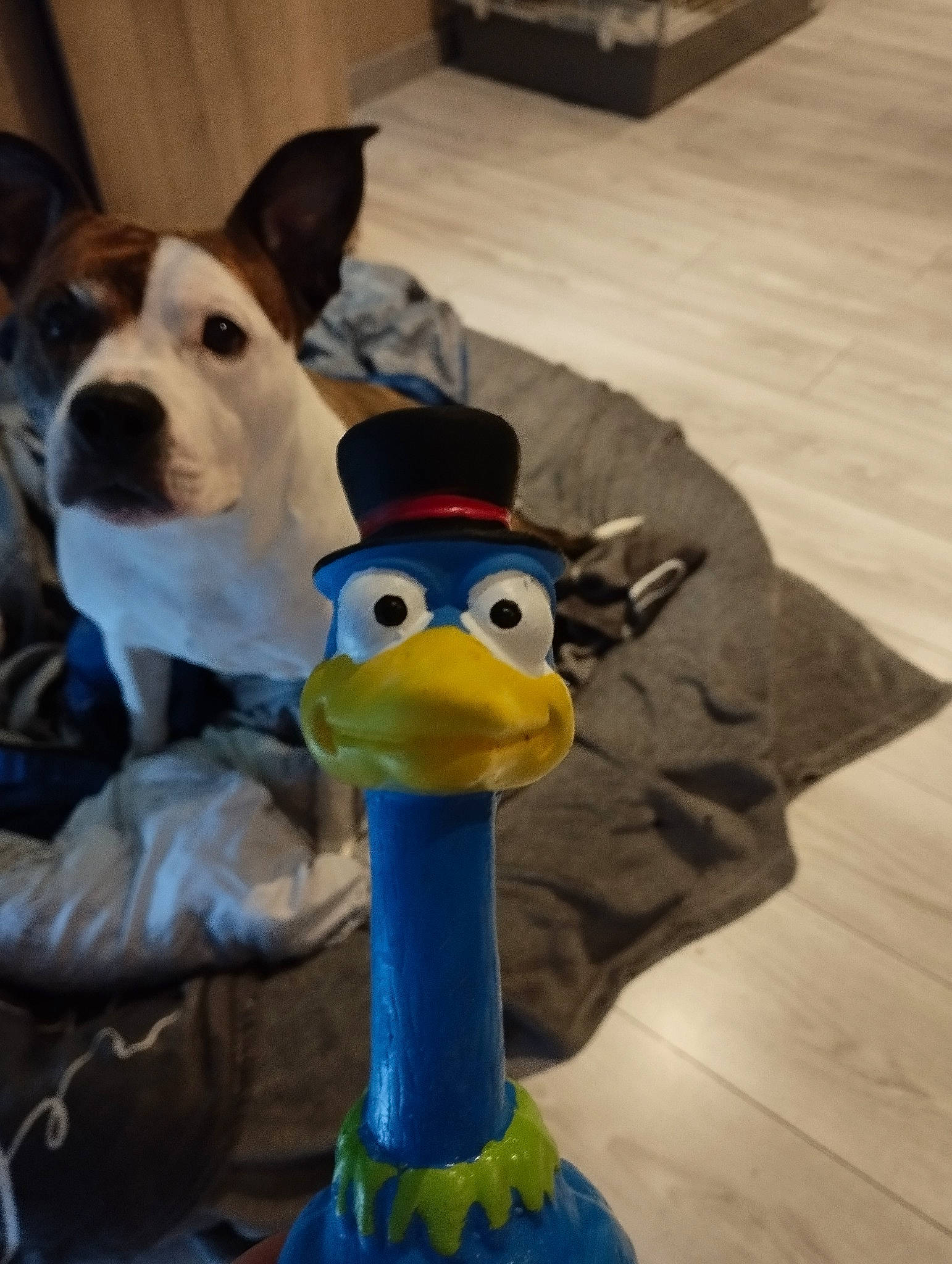 Jewel a rejoint le concours — aidez-le/la à gagner de superbes lots ! _geese_and_swans, art, beak, carnivore, companion_dog, dog, dog_breed, duck, ducks, flightless_bird, flooring, fowl, fun, hardwood, lawn_ornament, livestock, toy, water_bird, waterfowl, wood