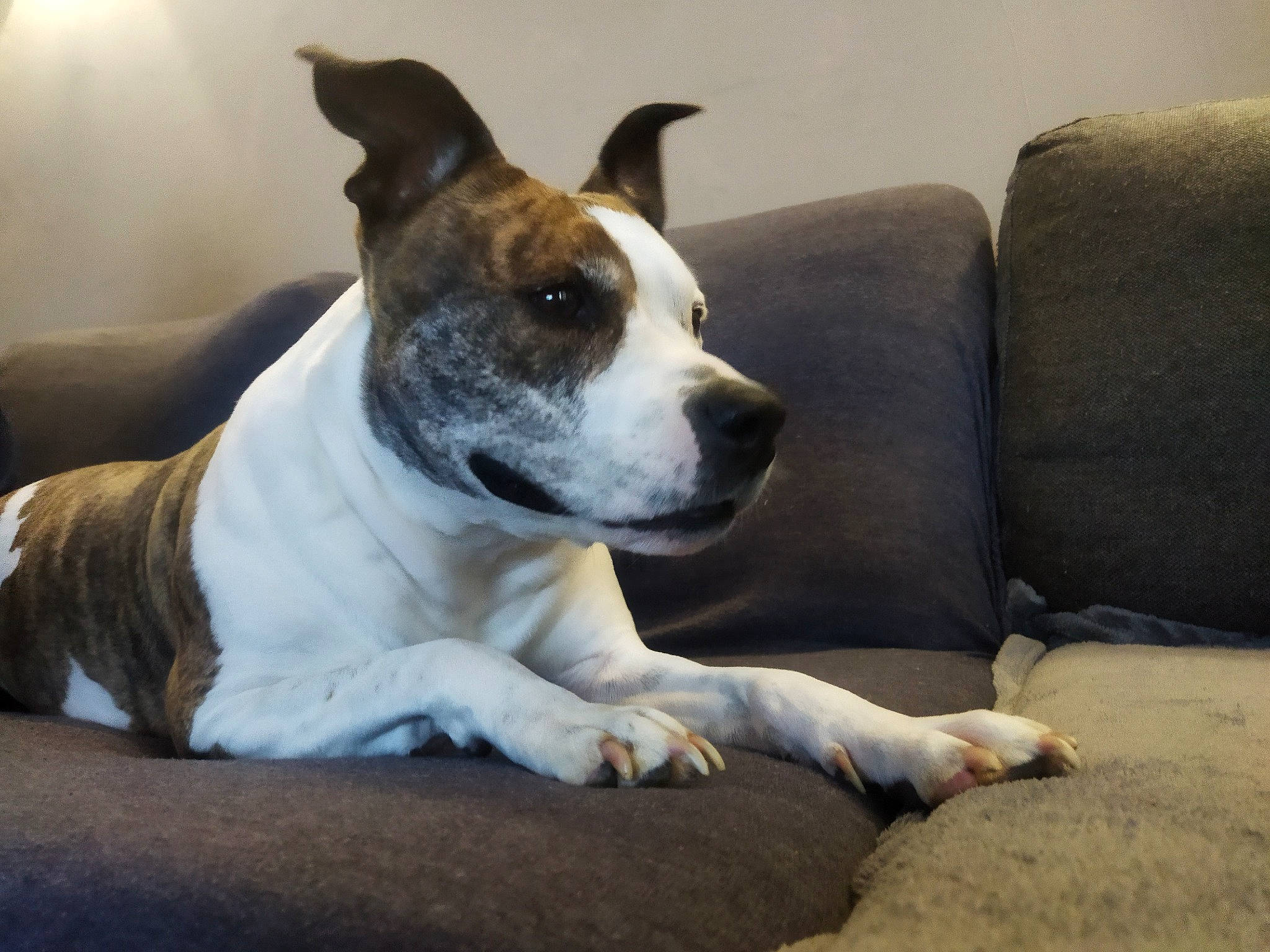 Jewel a rejoint le concours — aidez-le/la à gagner de superbes lots ! bored, carnivore, collar, comfort, companion_dog, couch, dog, dog_breed, dog_collar, fawn, non_sporting_group, paw, sleeper_chair, snout, studio_couch, terrestrial_animal, whiskers, working_animal