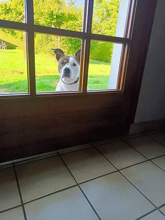 Jewel a rejoint le concours — aidez-le/la à gagner de superbes lots ! carnivore, companion_dog, dog, dog_breed, door, fawn, fixture, floor, flooring, hardwood, house, line, pet_supply, plant, shade, snout, tints_and_shades, tree, window, wood