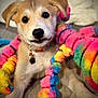 Raya is registered to the contest to win money with this photo: adorable, animal, closeup, collar, colorful, cuddly, cute, dog, eyes, face, fur, indoor, laying, pet, playful, plush, puppy, soft, toy, young