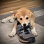 Raya is registered to the contest to win money with this photo: animal, black_nose, brown_fur, carpet, cute, dog, domestic_dog, floor, fur, indoor, mouth, paw, pet, pet_play, playful, puppy, shoe, sneaker, toy, white_fur