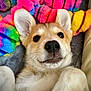animal, close_up, colorful, cute, dog, ears, fur, furry, indoor, lying_down, nose, pet, playful, puppy, rainbow, resting, soft, toy, whiskers, young