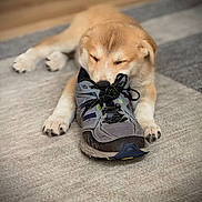 Raya is registered to the contest to win money with this photo: animal, black, brown, carpet, close_up, cozy, cute, dog, fur, indoor, lying_down, paw, pet, playing, puppy, resting, shoe, sleepy, toy, white