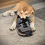 animal, black, brown, carpet, close_up, cozy, cute, dog, fur, indoor, lying_down, paw, pet, playing, puppy, resting, shoe, sleepy, toy, white