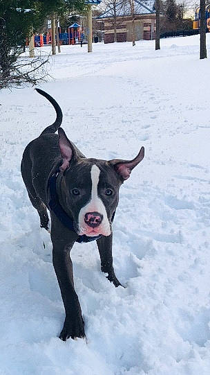 Naya Lee joined the competition — help win amazing prizes! ball, carnivore, collar, companion_dog, dog, dog_breed, dog_collar, fawn, freezing, leash, plant, snout, snow, sporting_group, tail, tree, whiskers, window, winter, working_animal