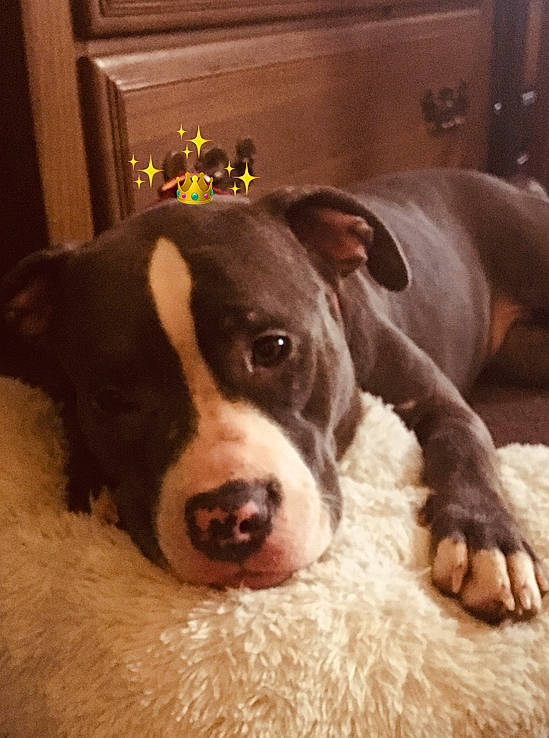 Naya Lee is registered to the contest to win money with this photo: canidae, carnivore, comfort, companion_dog, couch, dog, dog_breed, ear, eye, fawn, flooring, fur, liver, mammal, snout, sporting_group, terrestrial_animal, whiskers, wood, working_animal