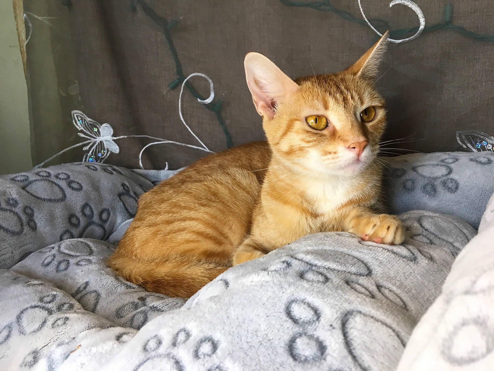 Soleh is registered to the contest to win money with this photo: bed, bedding, carnivore, cat, claw, comfort, domestic_short_haired_cat, fawn, felidae, fur, linens, paw, sitting, small_to_medium_sized_cats, snout, tail, terrestrial_animal, whiskers